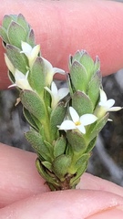 Gnidia spicata