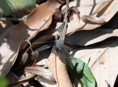 Diplacodes trivialis