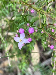 Boronia pinnata