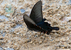 Papilio bianor