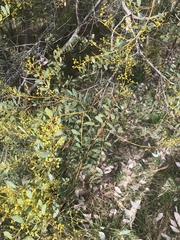 Acacia buxifolia