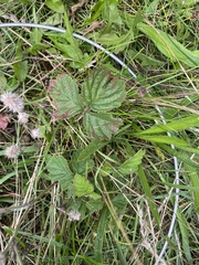 Rubus bifrons