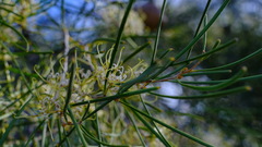 Hakea