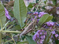 Melanoplinae