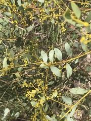 Acacia buxifolia