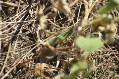 Heteracris pterosticha