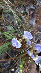 Blepharis subvolubilis