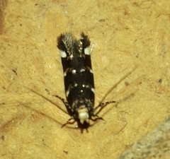 Gelechiini