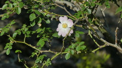 Rosa pouzinii