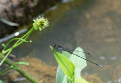 Pseudagrion pruinosum