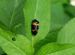 Cosmoscarta abdominalis