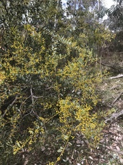 Acacia buxifolia