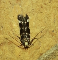 Gelechiini
