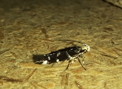 Gelechiini