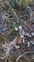 Blepharis subvolubilis