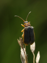 Galerucella nymphaeae