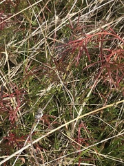 Haloragis heterophylla