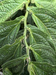Elatostema platyphyllum