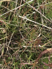 Haloragis heterophylla