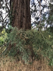 Cryptomeria japonica