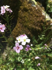 Cardamine uliginosa