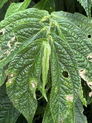 Elatostema platyphyllum