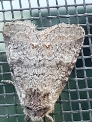 Lacinipolia meditata