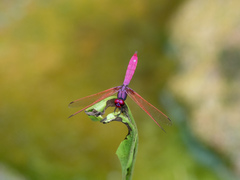 Trithemis aurora