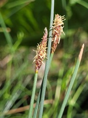Eleocharis pallens