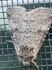 Lacinipolia meditata