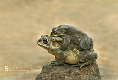 Duttaphrynus melanostictus