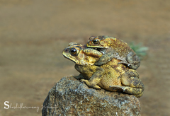 Duttaphrynus melanostictus