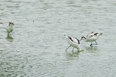 Recurvirostra avosetta