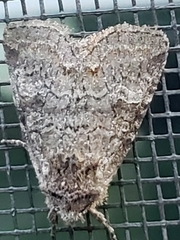 Lacinipolia meditata