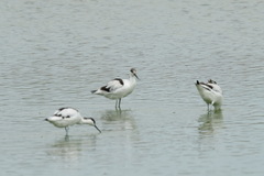 Recurvirostra avosetta