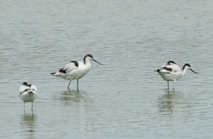 Recurvirostra avosetta