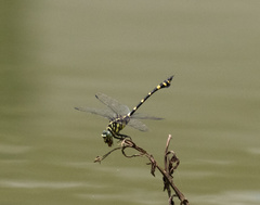Ictinogomphus pertinax