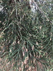 Cryptomeria japonica