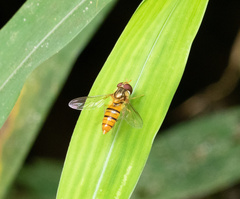 Episyrphus