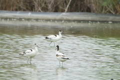 Recurvirostra avosetta