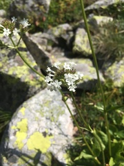 Valeriana alpestris