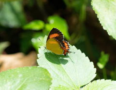 Heliophorus epicles
