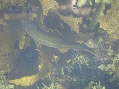 Olisthops cyanomelas