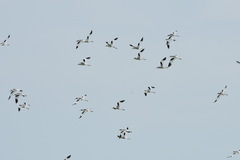 Recurvirostra avosetta