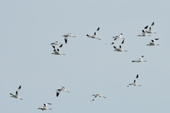 Recurvirostra avosetta