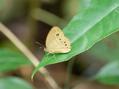 Mycalesis mineus