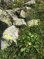 Valeriana alpestris