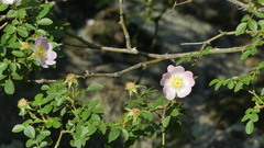 Rosa pouzinii