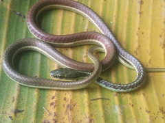 Dendrelaphis subocularis