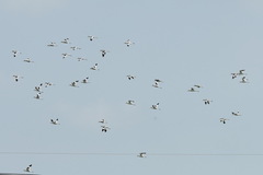 Recurvirostra avosetta